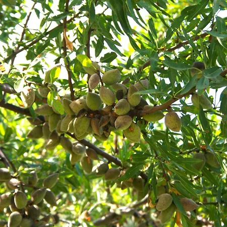 Resort Il Podere Dell'angelo Old