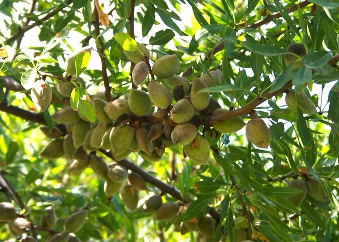 Resort Il Podere Dell'angelo Old